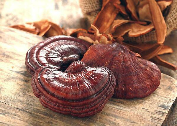 Nấm linh chi (Reishi Mushroom): 