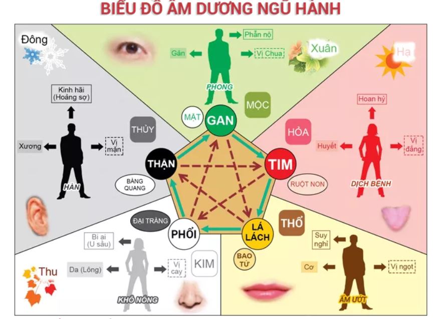 Giảm mỡ hiệu quả mà không gây đau đớn bằng phương pháp dưỡng sinh ngũ hành